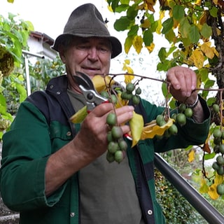 Eckehard Wilhelm steht an einer Kletterpflanze mit Kiwibeeren in seinem Garten. Er hat eine Gartenschere in der Hand und trägt einen Hut.