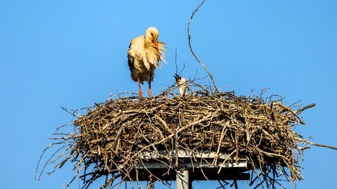 Storch steht am Rand des Nests - die Brutsaison war schlecht 2024
