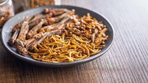 Teller mit Insekten. Eine neue EU-Verordnung erlaubt die UV-Behandlung von Mehlwürmern. Das soll den Gehalt an Vitamin D steigern, aber ist das wirklich sinnvoll?