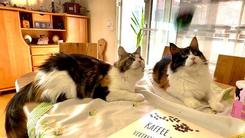 Die Maine-Coon-Katze "Vicky" war krank, als sie aus der Züchtung im Zollernalbkreis kam.