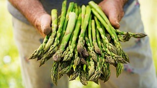 Grüner Spargel