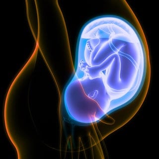 Fötus im Mutterleib (Illustration): Schon im Mutterleib wirken sich Umwelteinflüsse auf die lebenslange Gesundheit des ungeborenen Kindes aus