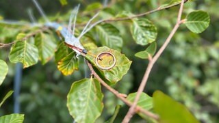 Blatt im Sensor