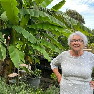 Die Bananenstaude im Garten von Elke Müller in Stutensee (Landkreis Karlsruhe).