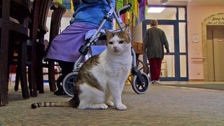 Katze sitzt vor einem Rollator im Blankenrather Seniorenheim