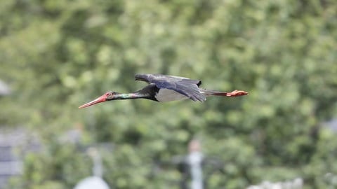 Ein Schwarzstorch mit grünlich schimmerndem Hals fliegt durchs Ahrtal.