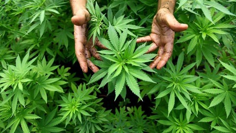 Eine Hand mit Erde inmitten von Cannabispflanzen. Sei der Teillegalisierung ist der Eigenanbau von Cannabis in Teilen möglich.