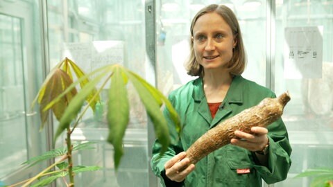 Zellbiologin Henriette Rübsam mit einer Maniokpflanze im Labor: Das Freiburger Team erforscht, wie wichtige Nutzpflanzen in vielen Ländern mithilfe von Bodenbakterien besser mit Nährstoffen versorgt werden können.