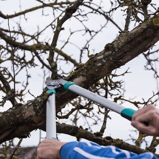 Obstbaumschnitt mit Schere