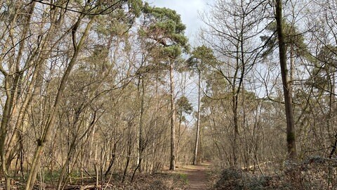 Wald am Karlstern in Mannheim