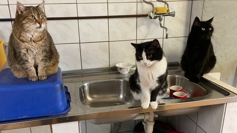 Im Tierheim in Idar-Oberstein leben rund 200 Tiere. Viele wurden aus traumatischen Verhältnissen befreit.