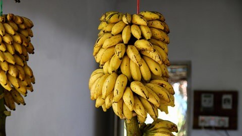 Bananen vor schädlichen Pilzen retten: Bananensorten vor schädlichen Pilzen retten: Was im Labor gut funktioniert, kann an der praktischen Umsetzung scheitern. Der  Pilz hat sich schon in der Umwelt verbreitet. Symbolbild: Staude mit Bananen