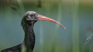 Ein junger Waldrapp auf einer Wiese in der Nähe des Bodensees: Jahrhundertelang lebte der Waldrapp in Deutschland – bis die Zugvogelart vor rund 400 Jahren vom Menschen ausgerottet wurde. Erst seit einigen Jahren sind die Waldrappe zurück, etwa bei Überlingen am Bodensee. Es ist das Ergebnis teurer Wiederansiedelungsbemühungen im Rahmen eines EU-Projekts. 