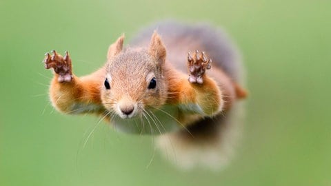 Eichhörnchen