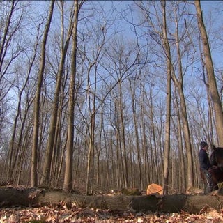 Zwei Personen stehen mit einem Pferd im Wald