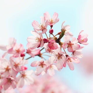 Kirschblüte in einem Park in Tokio