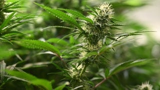 Die Blütenstände sind an Cannabis-Pflanzen zu sehen.