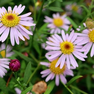 Kalimeris (Schönaster)