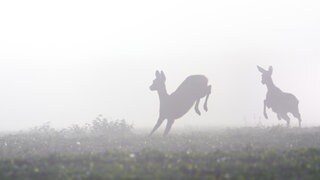 Zwei Rehe flüchten.