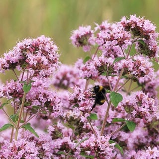 Hitzeverträgliche Pflanzen: Die rosa Blüten eines echten Dost oder heimischen Oregano 