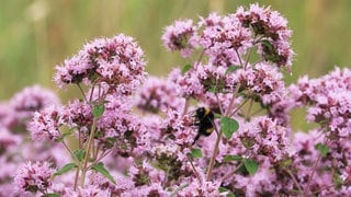 Hitzeverträgliche Pflanzen: Die rosa Blüten eines echten Dost oder heimischen Oregano 