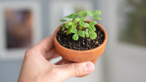 Hänge- oder Klettererdbeeren, die aus Samen in einem Blumentopf gezogen wurden.
