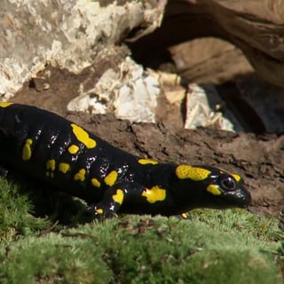 Feuersalamander