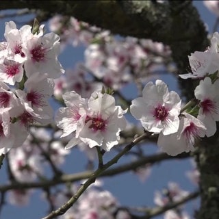 Blüten