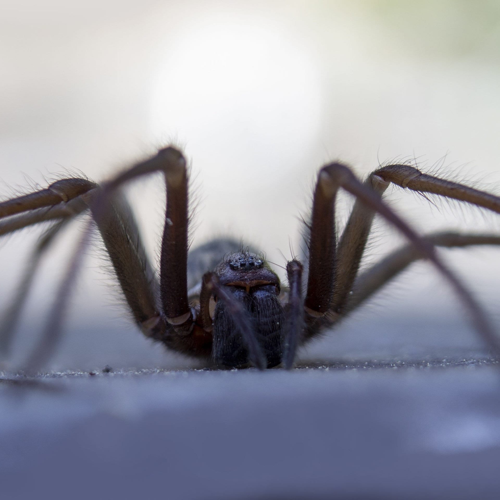 Spinne am Morgen vertreibt Kummer und Sorgen – woher kommt das? episode artwork