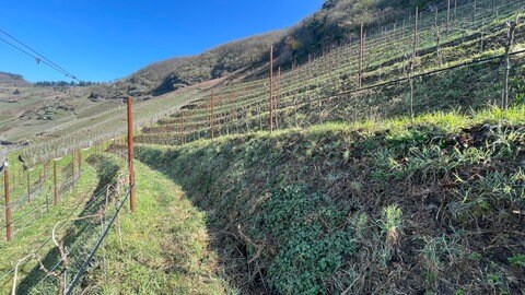 Ein Weinberg in der Weinlage "Wolfer Goldgrube" bei Traben-Trarbach.