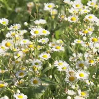 Gänseblümchen