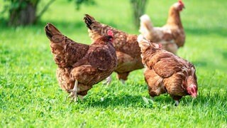 Hühner laufen auf der Wiese herum. Aldi Süd und Nord sind zusammen der größte deutsche Discounter. Bio-Produkte spielen eine immer größere Rolle, auch bei Supermärkten und Discountern. Wie es bei Bio-Eiern und Tierhaltung bei Aldi-Lieferanten aussieht.