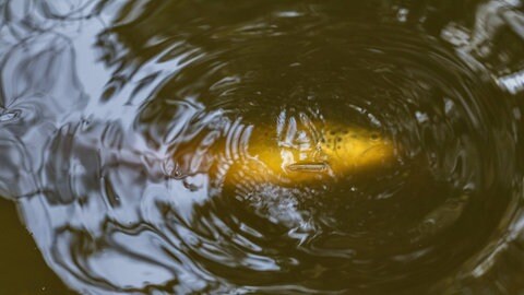 In der Ach zwischen Schelklingen und Blaubeuren-Weiler wurden tote Bachforellen entdeckt (Symbolfoto).