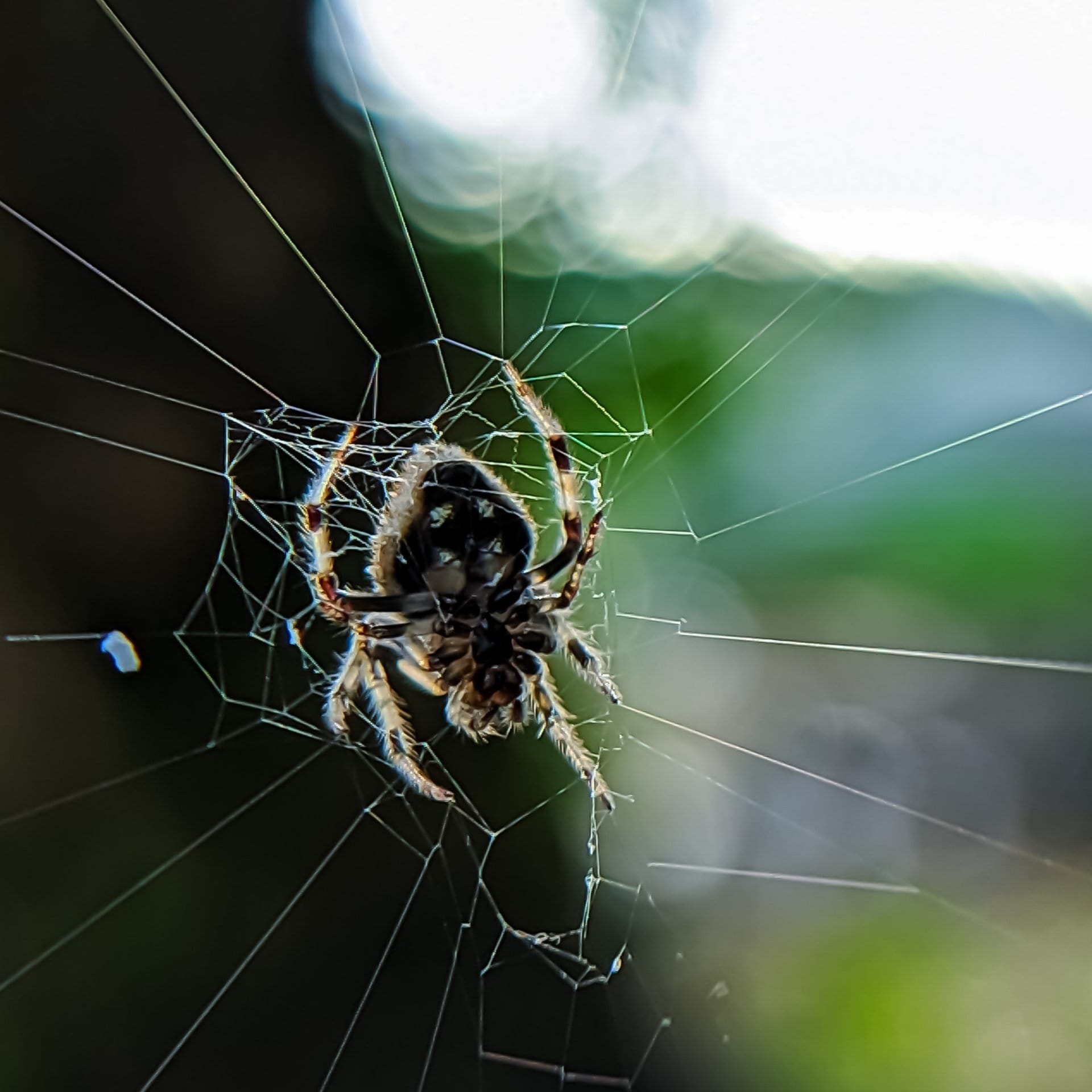 Wie spannt eine Spinne ein Netz zwischen zwei entfernten Bäumen? episode artwork
