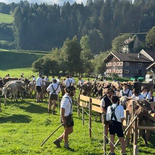 Viehscheid in Oberstaufen