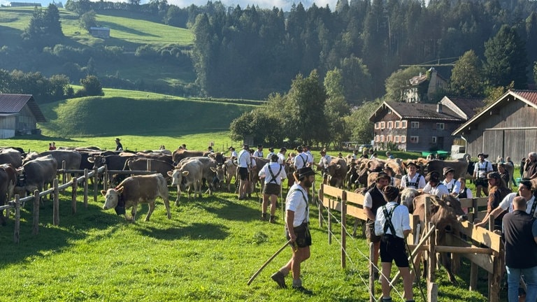 Viehscheid in Oberstaufen