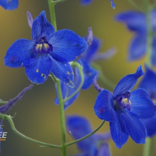 Blaue Blumen