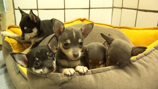 Die fünf Chihuahua-Welpen liegen zusammengekuschelt in ihrem Körbchen.