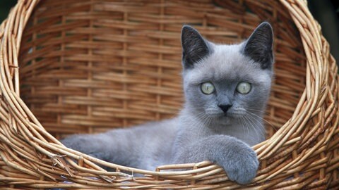 Eine Katze liegt in ihrem Körbchen. Doch als "Spontankauf" vor Weihnachten geben Tierheime die Tiere nicht heraus.