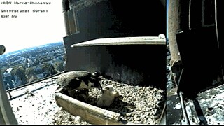 Die Küken werden von einem Wanderfalken gefüttert: Die Tiere nisten im Wornser Dom haben Nachwuchs bekommen