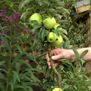 Naschfrüchte im eigenen Garten