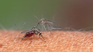 Eine Mücke sitzt auf dem Arm einer Person und sticht zu- Wie schützt man sich im Sommer vor Mückenstichen?