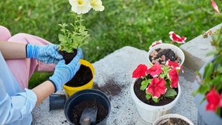 Mehrweg-System für Blumentöpfe soll Plastik sparen