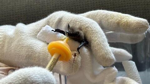 Ehrenamtliche päppeln Fledermaus-Babys wieder auf.