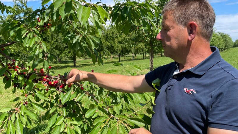 Mann erntet Kirschen für selbstgebrannten Schnaps aus der Ortenau: Kleine Brennereien stehen unter Druck