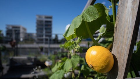 Auch die steigenden Lebensmittelpreise tragen zum Selbsversorgungs-Trend bei: Gesunde Ernährung wird immer teurer. Deshalb pflanzen viele ihr eigenes Obst und Gemüse an.