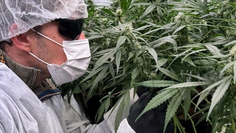 Pflege der Cannabis-Pflanzen bei Hygiene und Licht statt im verborgenen, dunklen Keller.