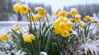 Schnee-Comeback im Maerz? Meteorologen sagen, das ist in hohen Lagen am Wochenende möglich