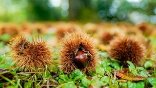 Edelkastanien liegen in der Nähe des "Pfälzer Keschdeweg" auf dem Waldboden.