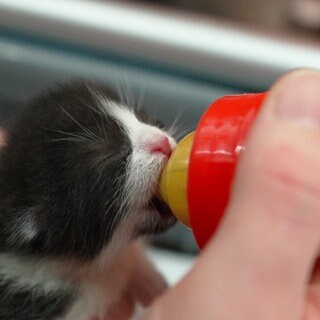 Kater Ulf hat im Altkleidercontainer überlebt. Jetzt wird er im Tierheim aufgepäppelt.